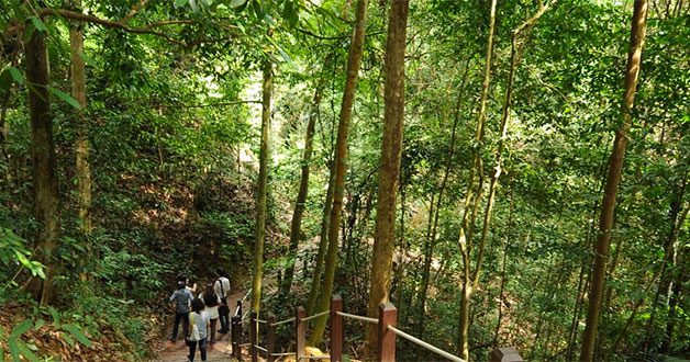 bukit-timah-nature-reserve-reopens