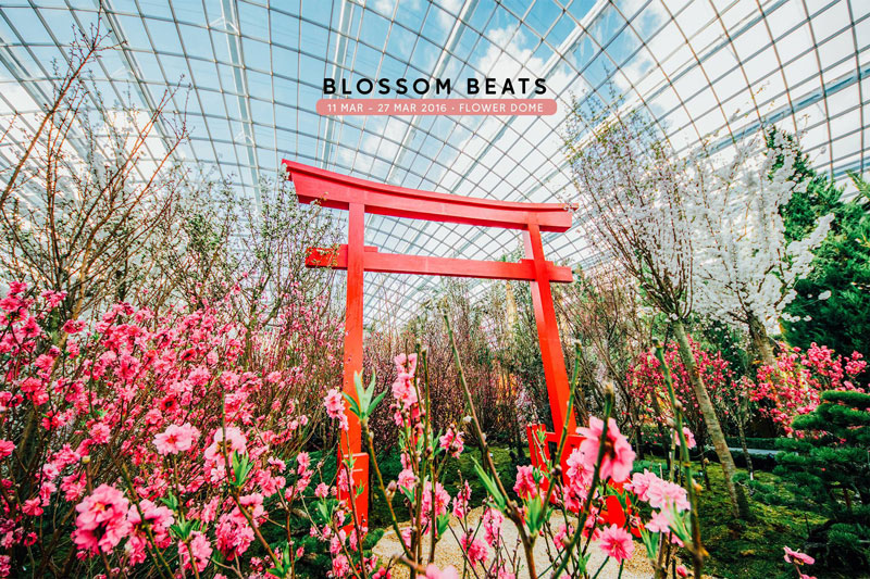 Witness Japanese Cherry Blossoms in full bloom at Gardens