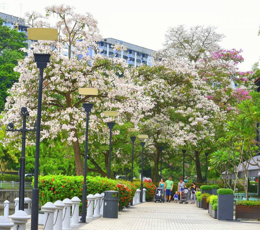 Level up your Instagram this weekend with Singapore's very own 'Sakura