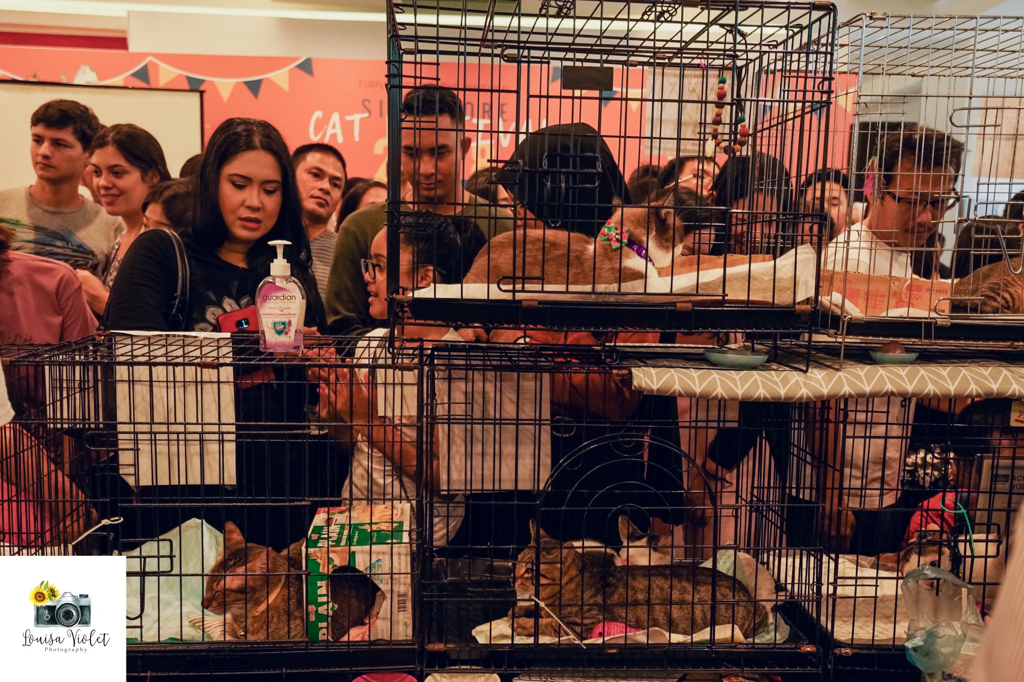 Calling cat owners & lovers, Singapore Cat Festival is coming to Great