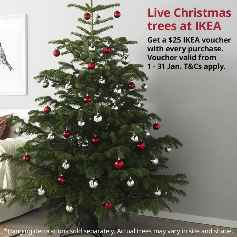 IKEA S'pore will be selling Live Christmas Trees imported from Sweden
