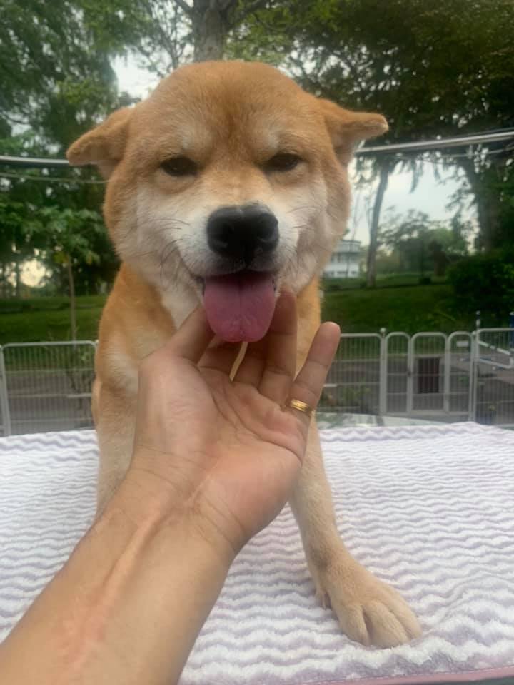 8 adorable Shiba Inu dogs are up for adoption for pet lovers, but has with strict interview