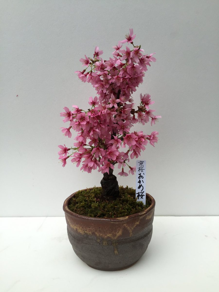 Kyotoimported Cherry Blossom Bonsai Trees from 450 available at Don
