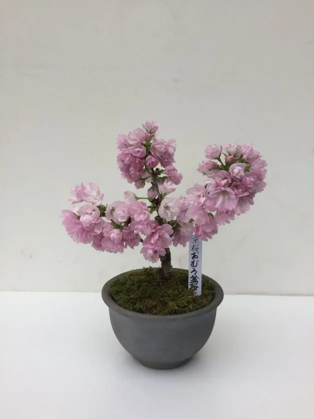 Kyoto-imported Cherry Blossom Bonsai Trees from $450 available at Don Don  Donki stores in S'pore | Great Deals Singapore
