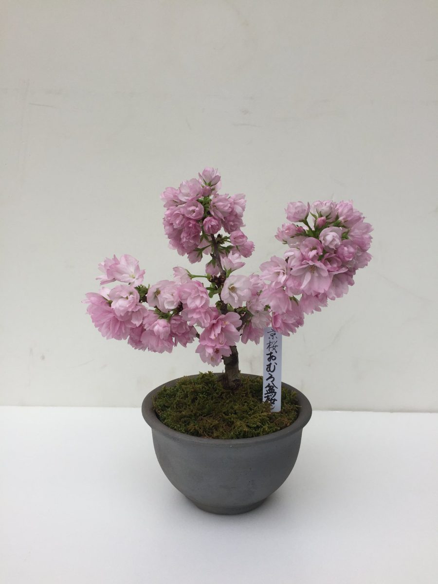 Kyoto-imported Cherry Blossom Bonsai Trees from $450 available at Don ...