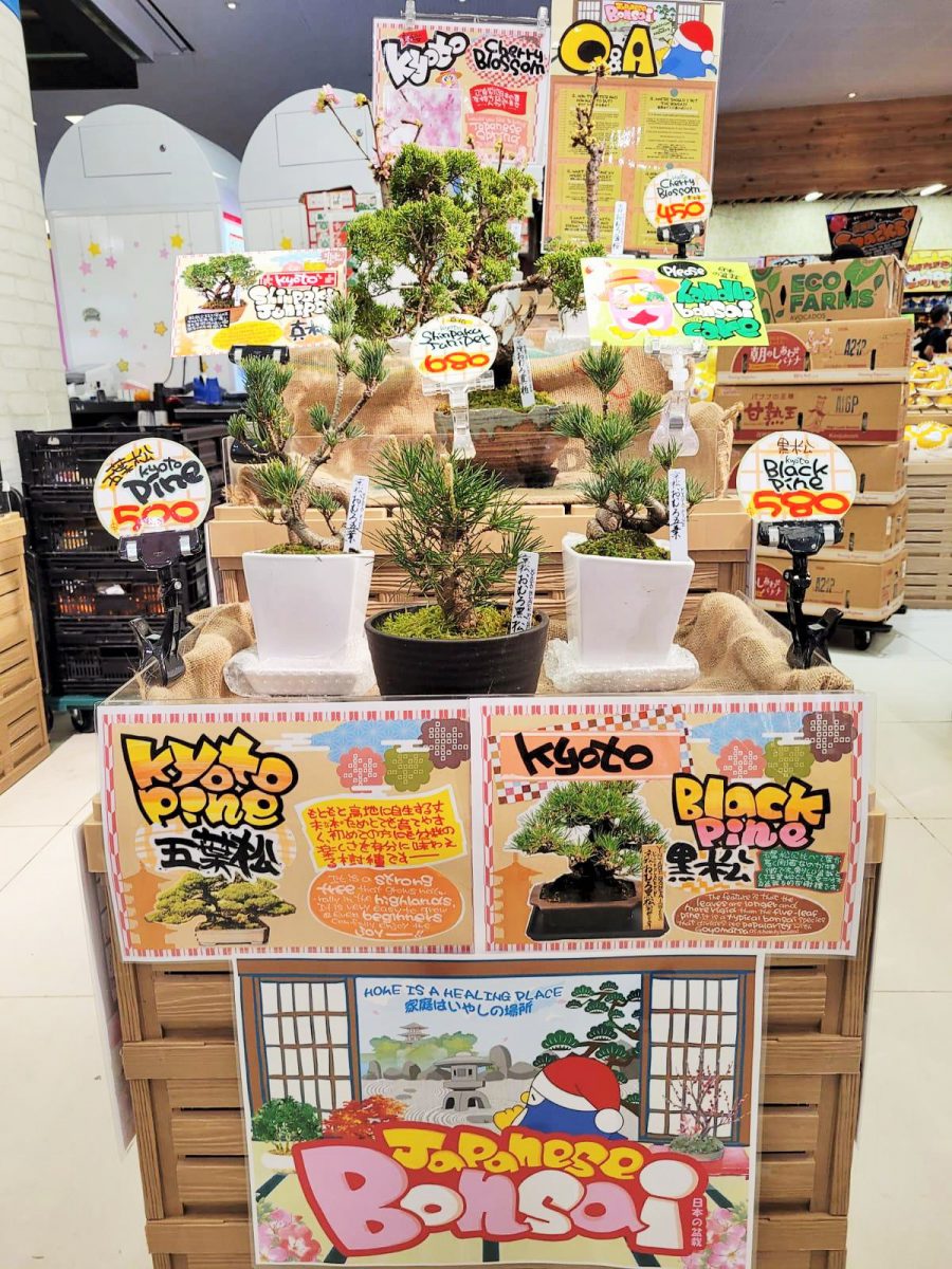 Kyoto-imported Cherry Blossom Bonsai Trees from $450 available at Don ...