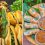 Vietnamese eatery in Geylang sells delicious-looking Banh Mi sandwiches & Spring Roll from S$2.50